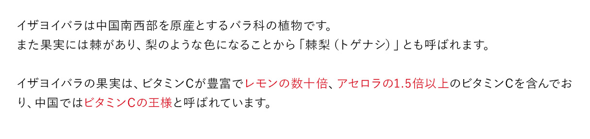 イザヨイバラは中国南西部を原産とするバラ科の植物です。また果実には棘があり、梨のような色になることから「棘梨（トゲナシ）」とも呼ばれます。イザヨイバラの果実は、ビタミンCが豊富でレモンの数十倍、アセロラの1.5倍以上のビタミンCを含んでおり、中国ではビタミンCの王様と呼ばれています。