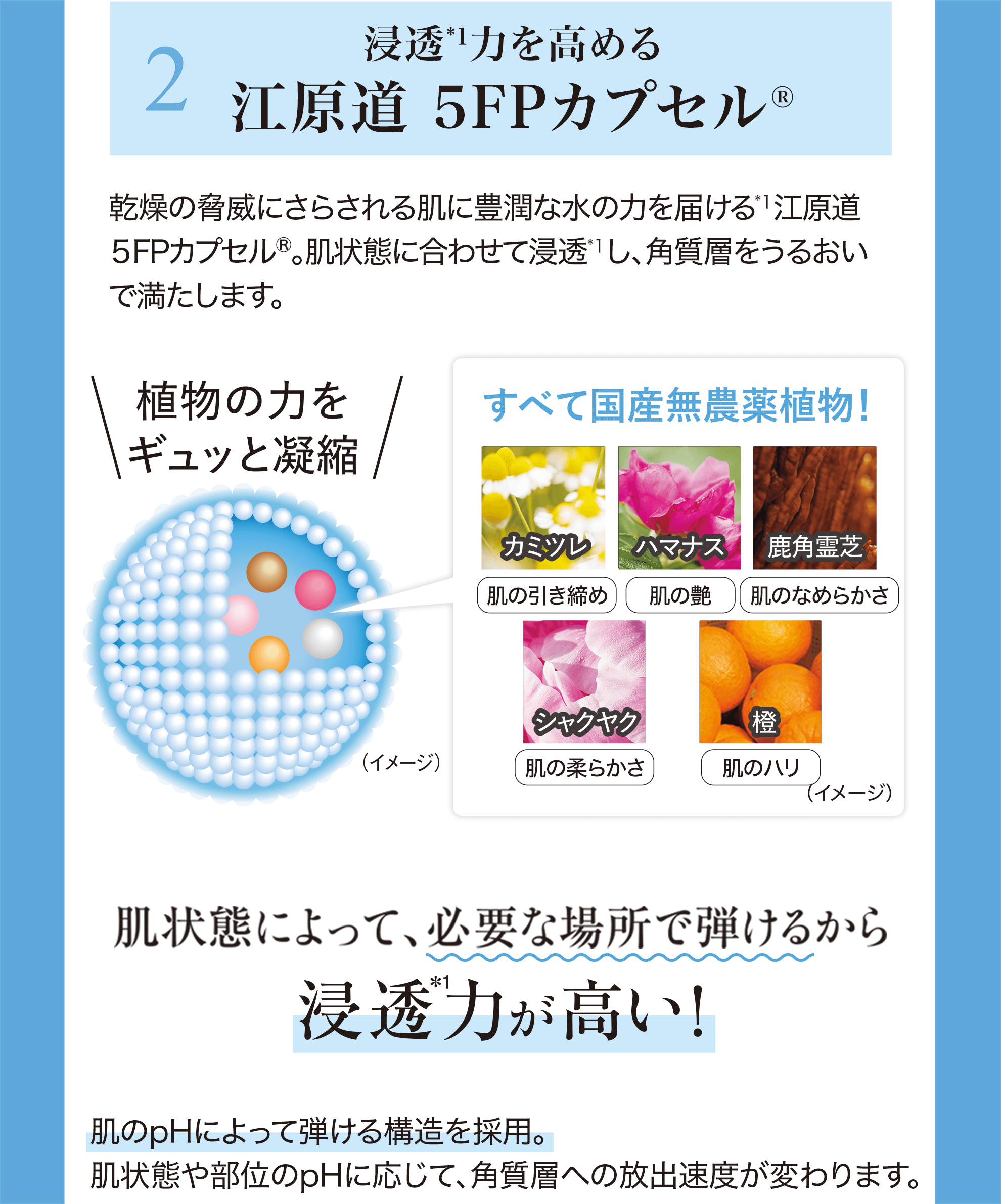 2.浸透*1力を高める江原道 5FPカプセル®