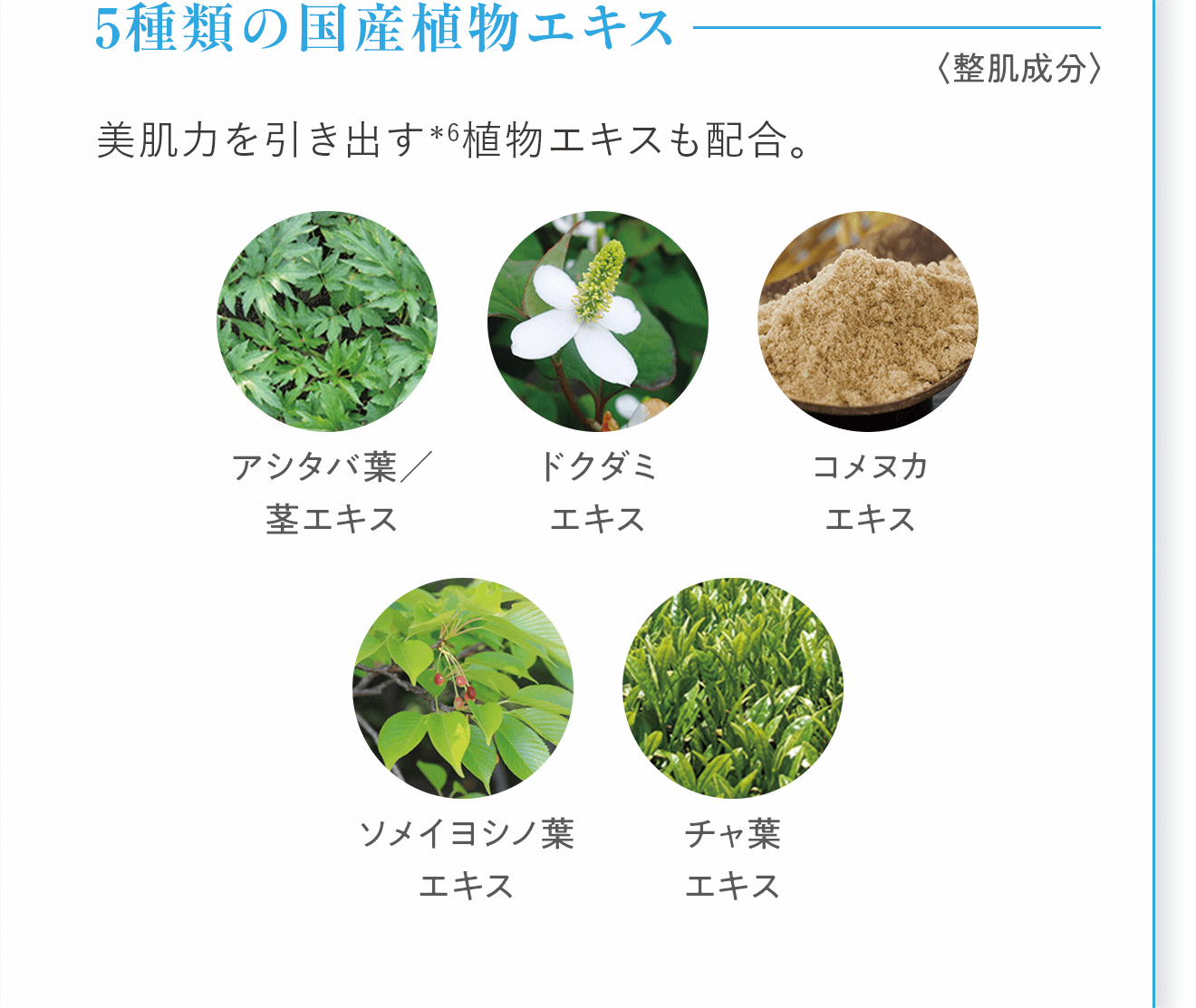 5種類の国産植物エキス