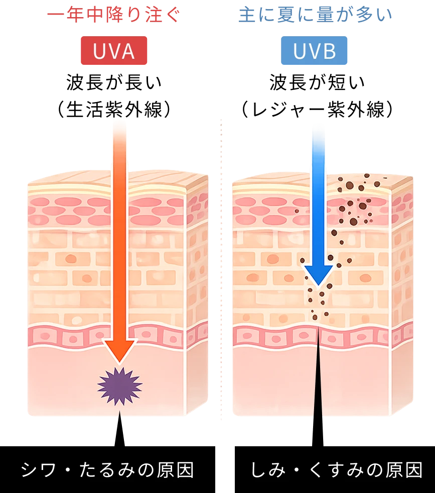 UVAはシワ・たるみの原因、UVBはしみ・くすみの原因となることを示す肌断面図
